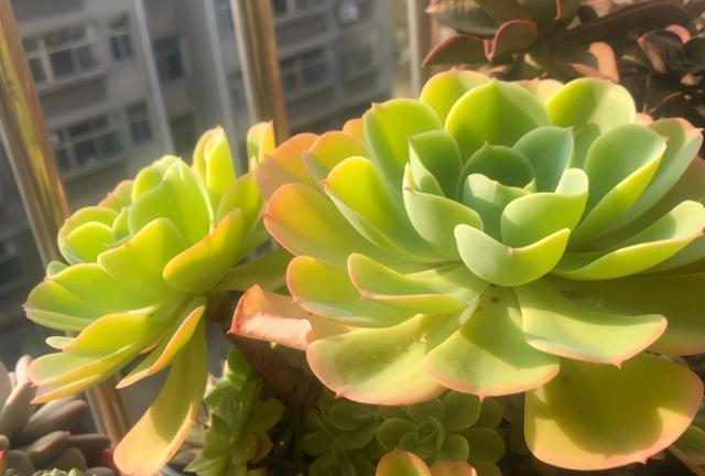 其实它是柠檬玫瑰多肉品种,拿来送人简直不能再好!