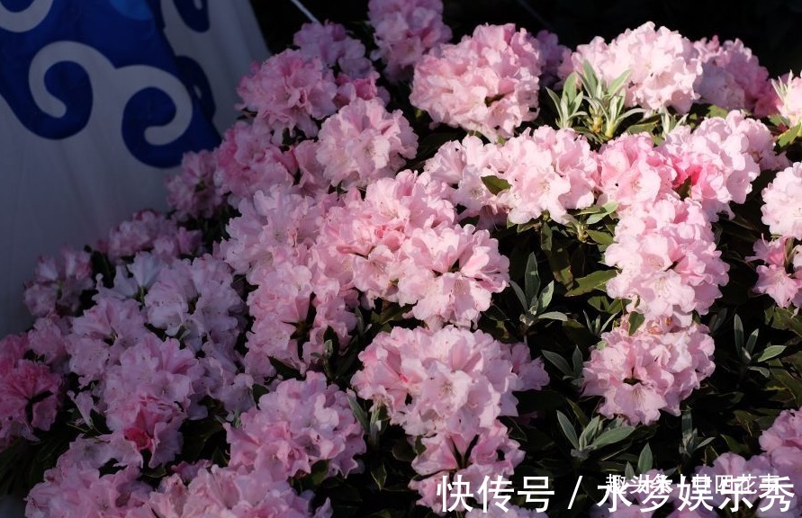 5种花夏天要休眠,养好精神补足体力,天凉开枝散叶,积极开花