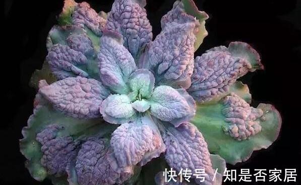 多肉植物狂野男爵,原始野性而又非主流,第一印象确实有点丑