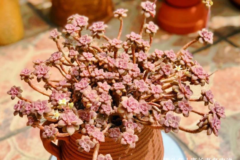 多肉悬崖桩|多肉悬崖桩栽种的时候不好固定?只需一根铁丝或铝丝即可轻松搞定