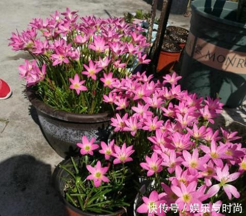 3种花不种就亏了,种1次年年都开花,耐寒又好养,开花非常美!