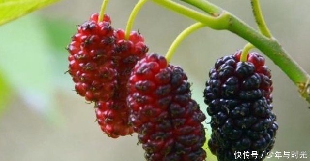 养肝|养肝“第一宝”找到了,每周2次,肝经通了,肝炎不来扰