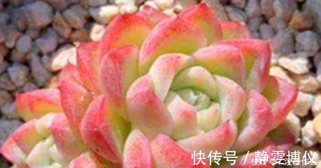 多肉|冬天多肉看起来无精打采浇水时注意5点,棵棵精神饱满