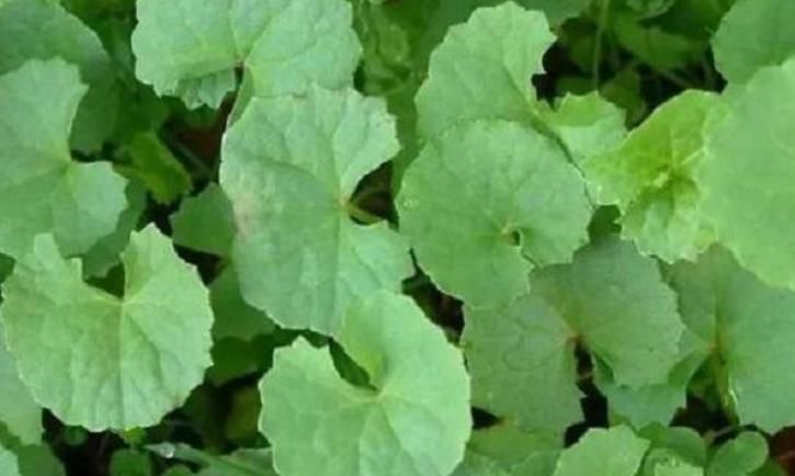 野草|农村此药草号称解毒王，被很多人当是野草，男女老少滋补养身