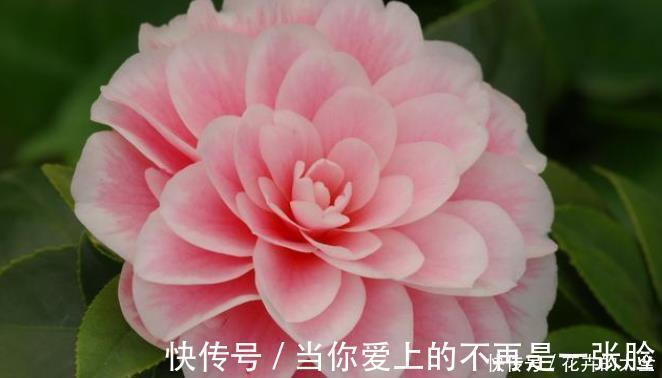 栀子花|不适合室内养的5种花草，入手要谨慎，没有露养条件白花钱