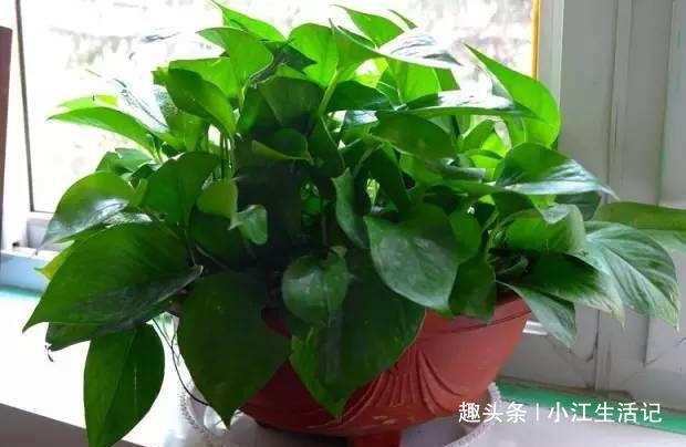 什么柳树皮、花生壳都不如“1种垃圾”，肥效足、叶油绿，易爆盆