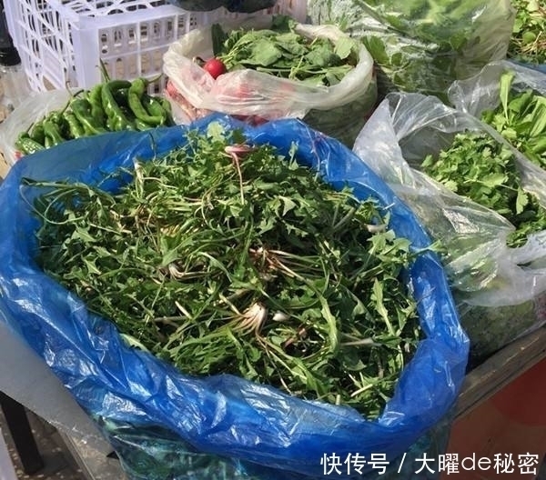 蒲公英|天冷就吃这种“野菜”,种子撒一把,30天长成一盆