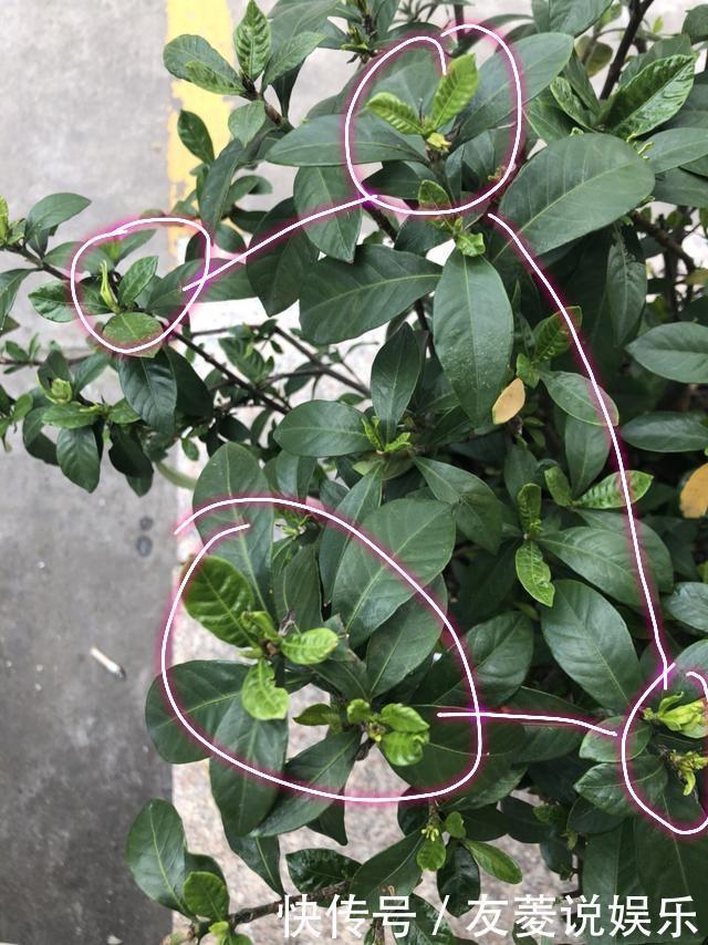 喷雾|栀子花到七月了还不开花怎么办4个催花技巧,迟来的花有惊喜