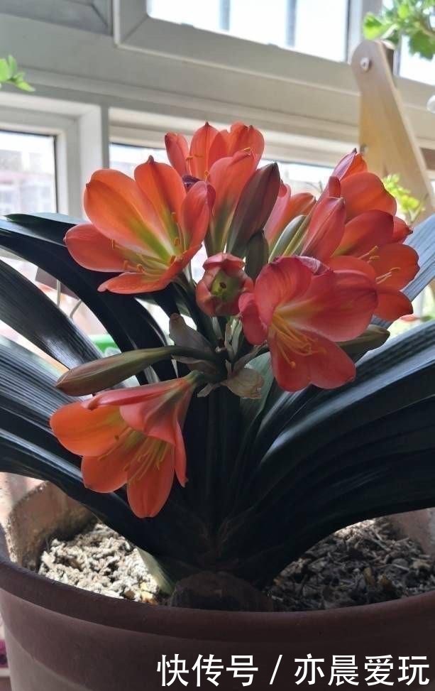 鸡蛋壳|自己制作养花肥料，没那么难，三样东西到处都是，养花不错