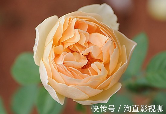 夏洛特|“玫瑰珍品”仲夏，热情如火，花色艳丽，可以说是养花必备