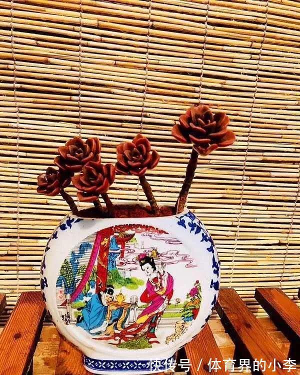 几块钱的小苗,邻居1年养成老桩,给1000块都不卖