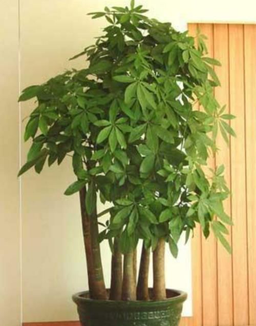 这四种植物适合小盆浅栽，少浇水，才能根系健壮，养得久