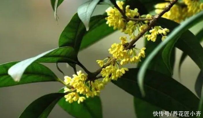 种花|马上进入7月，4种花不能再剪枝，否则今年难开花