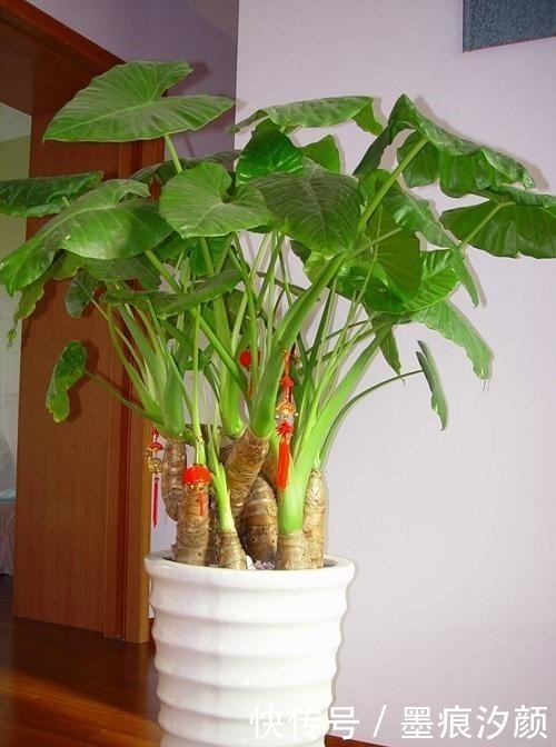 春天买花8种“疾病花”别买回家,客厅卧室“不能养”,别忽视!