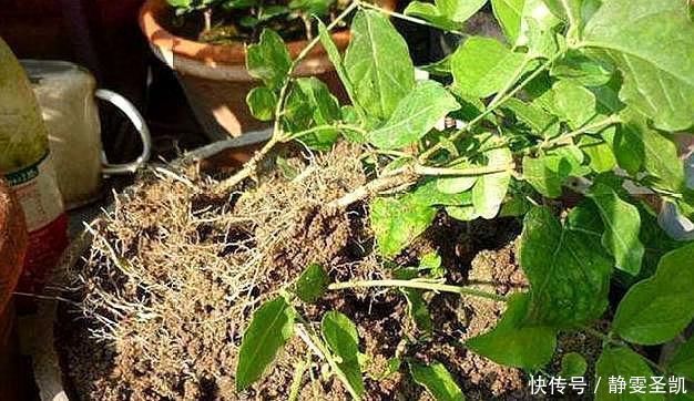 茉莉花刚萌芽,做好这些事,株型变漂亮,新芽出的多,开花一整年