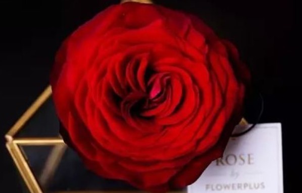 “高档玫瑰”探索者，花色红艳美丽，靓丽清香，堪称养花必备