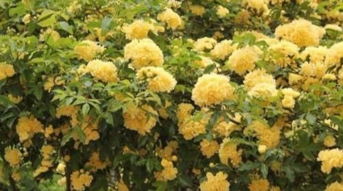 聪明人都养4种花,好养又漂亮,一开就是300多天!