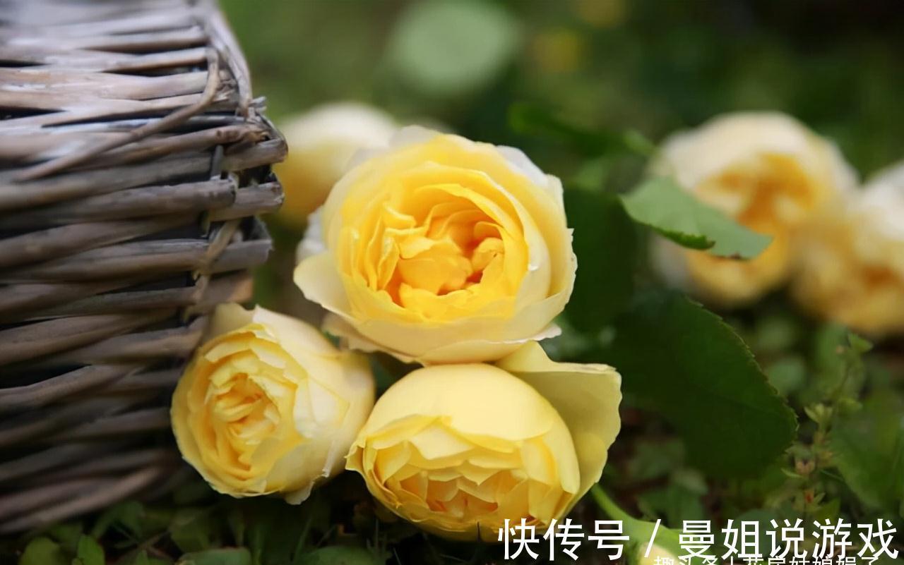 值得入手的11种月季，漂亮又好养，四季开花不断，阳台秒变花园