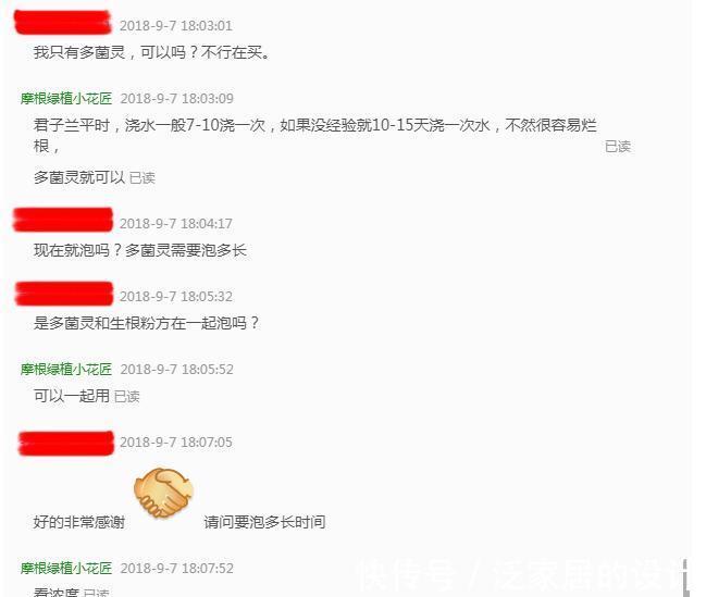 君子兰黄叶，黑尖，烂叶，烂根，怎么办