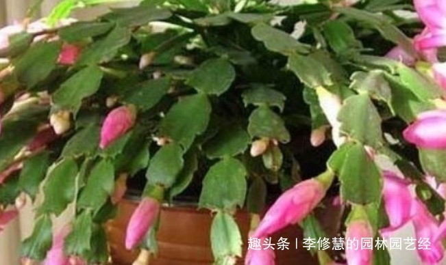 秋季蟹爪兰迟迟不开花，三个爆盆施肥方法，立刻花开艳丽满盆红爪