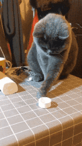 |搞笑GIF:为什么,我就这么的不堪一击吗?