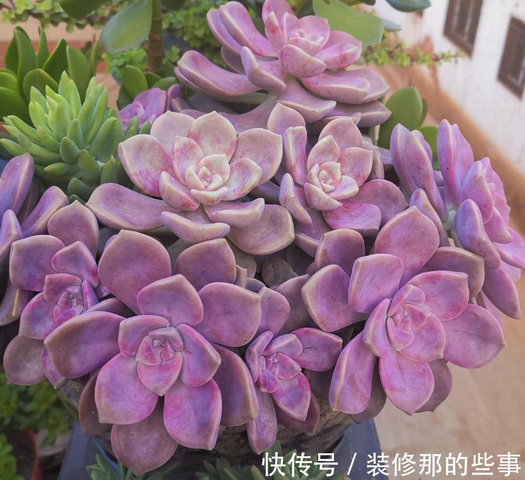 马库斯|养好多肉紫乐,有2个简单的方法,颜色更漂亮,变多头老桩