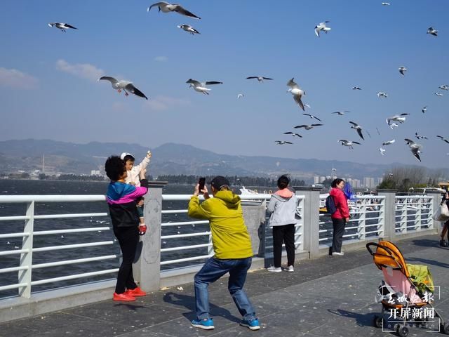 红嘴鸥已全部离开昆明回繁殖地