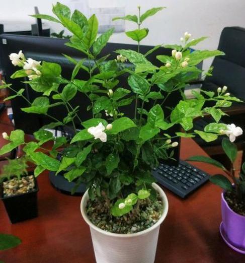盆栽茉莉取代人造香水,该如何养好掌握4点,开花又白又香