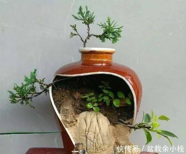 旧物|家中旧物拿来养花，1个花盆也不用买，种了满屋的花，漂亮实用