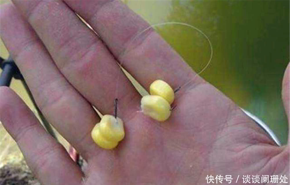饵料|调漂技巧:用玉米粒做饵料钓大鱼,可以用这几种方法,中鱼率高!
