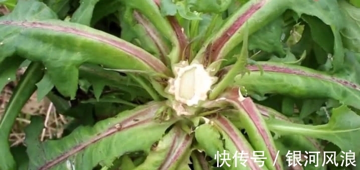 苦麻菜|农村山上这野菜，30年前是老农的“救命菜”，如今是一种中药材