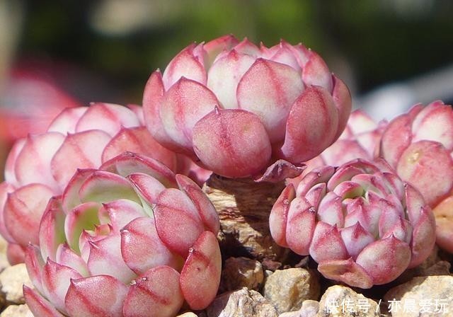 普货|公认漂亮好养的10种普货多肉,紫乐上榜桃蛋失冠,排在第一竟是它