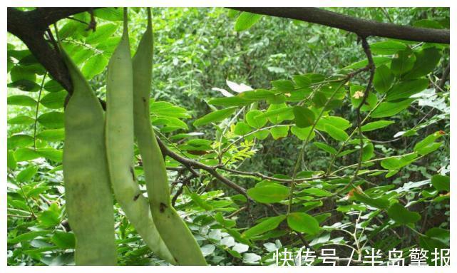 古代没有洗衣粉,那古人的衣服会不会发油得锃亮?佩服古人智慧