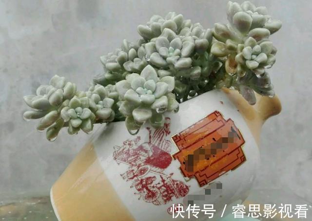 切割|原来石头、空酒瓶养花，不是“凑合”，而是“创意”啊！