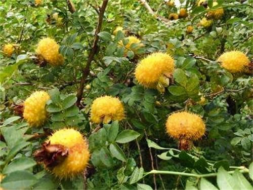 適合春天吃的三種食物，排毒養顏，抗衰老，有益自身健康