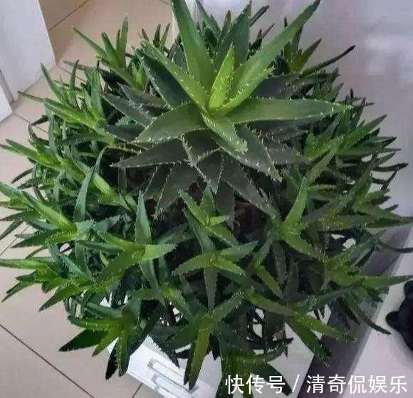 侧芽|养芦荟,“脾气”爆,一言不合爆满小崽,砍掉小芽变“大树”