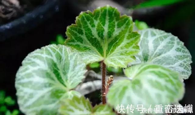 厕所|卫生间放一盆这个植物,异味全跑光,绿意盎然又芬芳