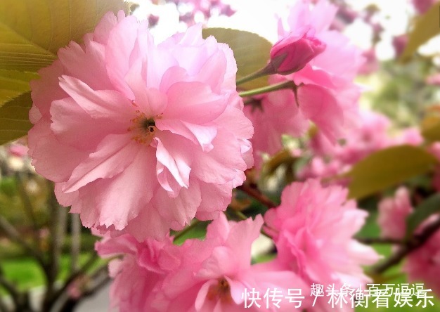 此花花期十分短暂,但却开尽了一生的芳华,象征着转瞬即逝的爱