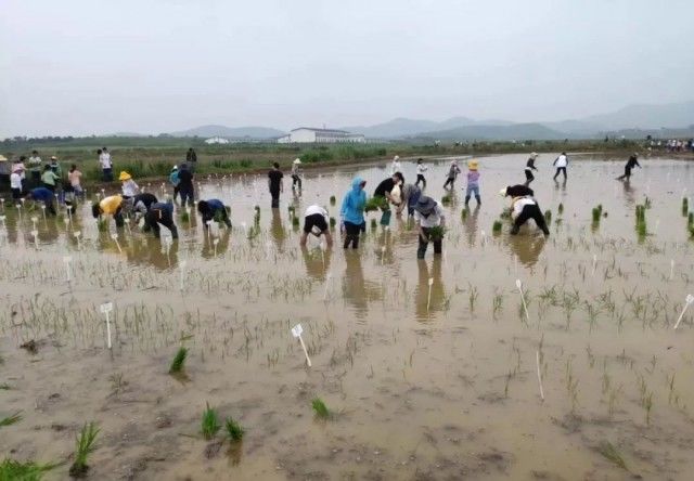 谁说农业大学就是种地？我们还赶猪、抓虫、做饭……