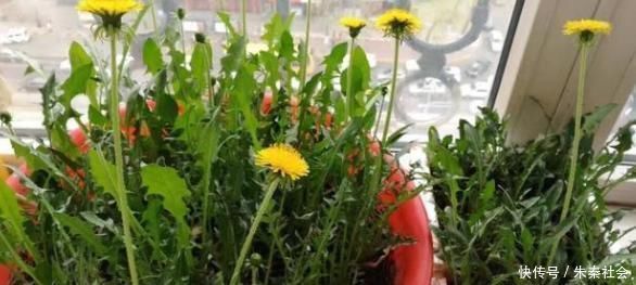 蒲公英|剩菜剩饭最好不要吃!一定要吃也不要吃此几种,吃后胃癌几率大增