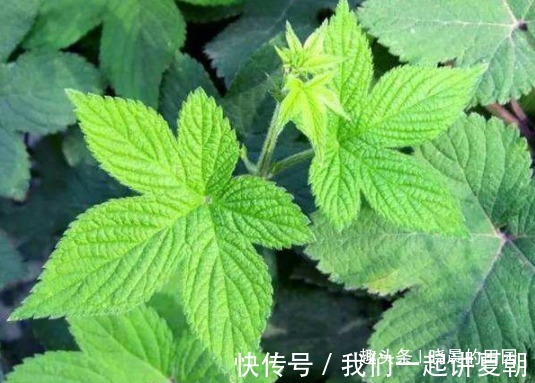 拉拉藤|农民地里这野草，20年都不知是治病良药，太可惜了，效果贼拉好