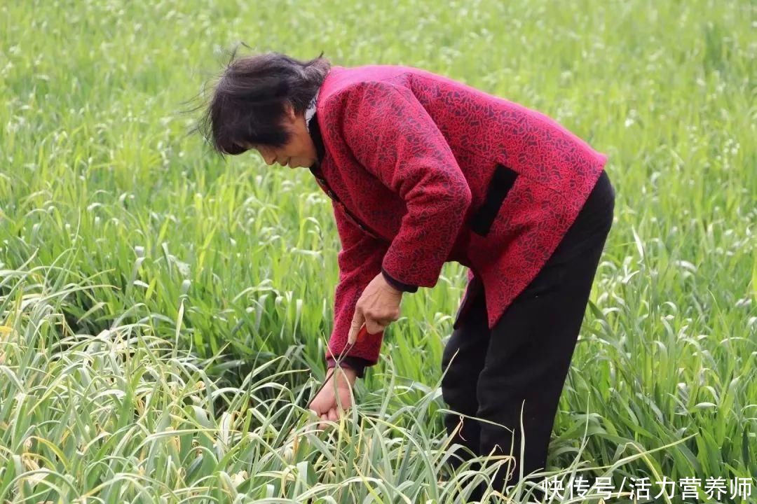 爱吃蒜苔的人，“绿头”和“红头”要分清楚，不懂就买会吃大亏