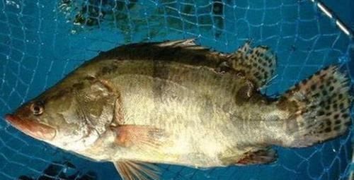 介绍的则|全球“最名贵”的6种鱼,最高一公斤卖16万,有钱也吃不起