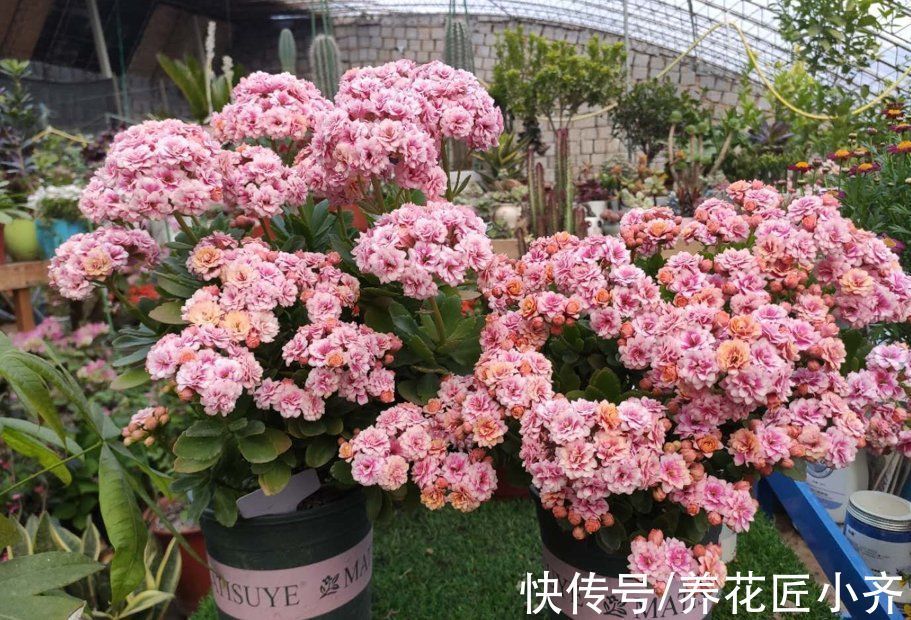 长寿花长出花苞,做好3个养护关键,花开整齐,不黄不落