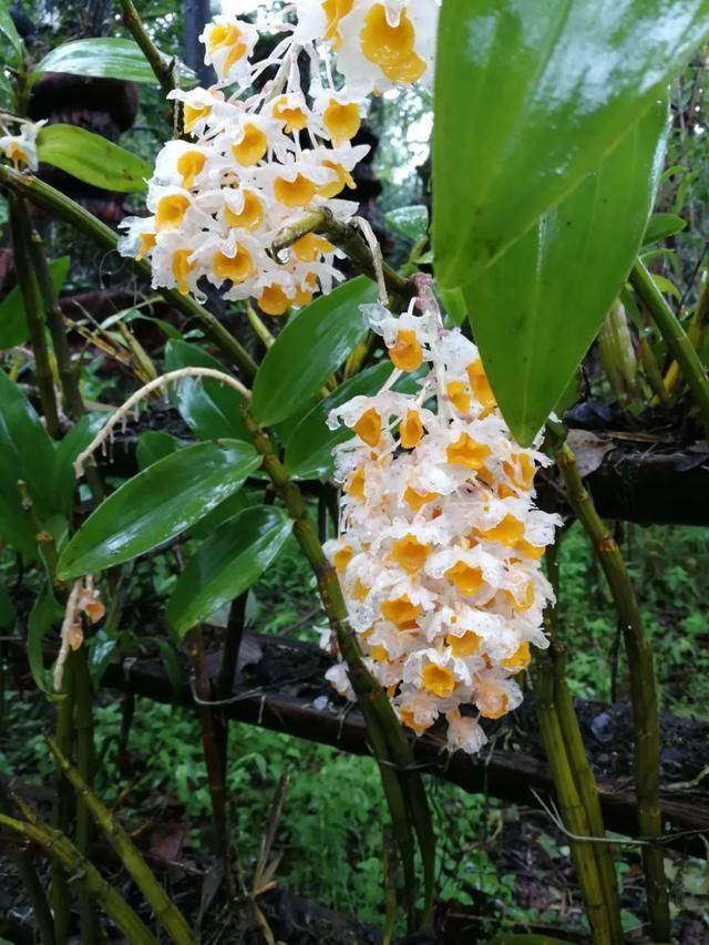 还魂草|“仙斛兰韵”的石斛花