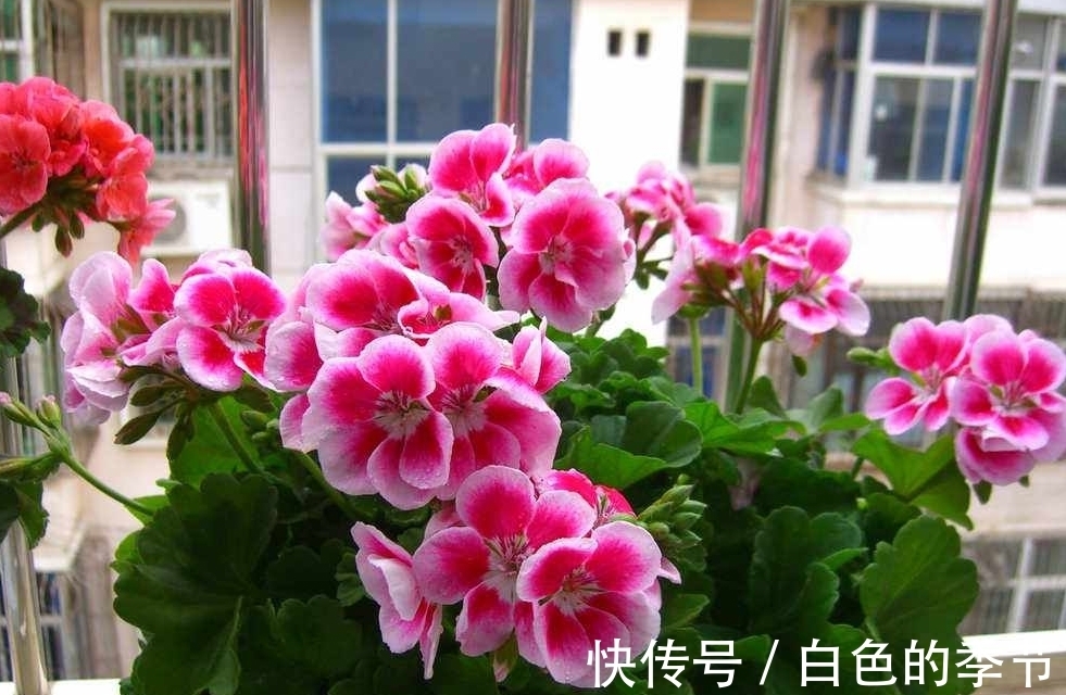 天竺葵扦插的几个“小妙招”,生根快,长得快,六十天开出大花球