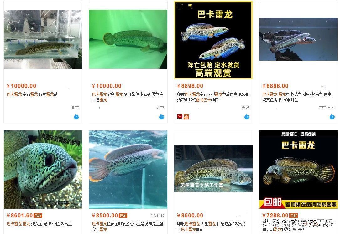 雷龙鱼一直呆在水面上