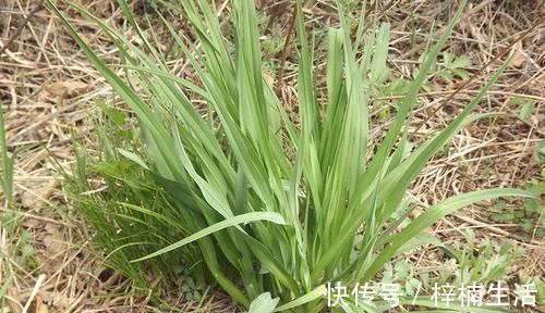 起阳草|这种野菜被称为“护肾草”，曾经是宫廷御膳，男人要多吃