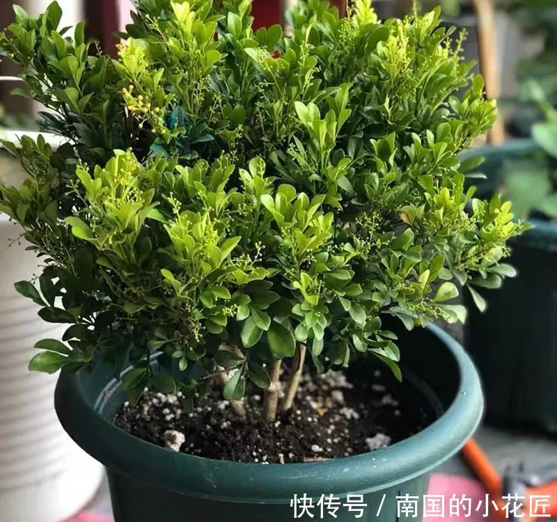  过冬|别看米兰开花小小的，冬天做好这几点，安全过冬开花多