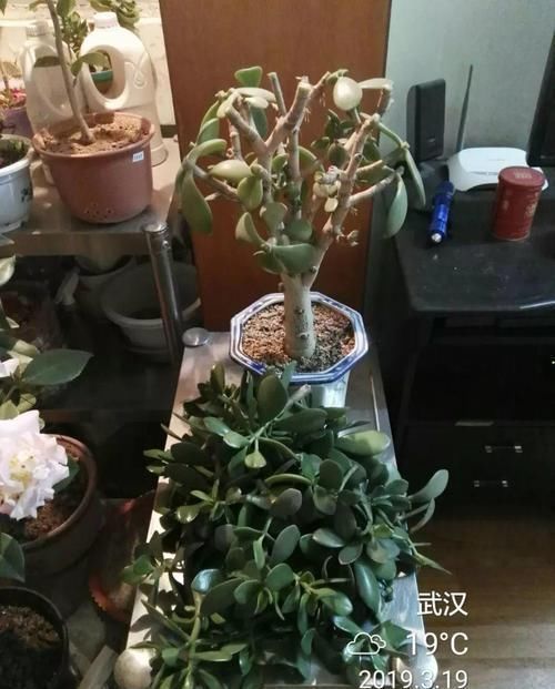 养了20年的玉树,杆子比大腿还粗,满树白花跟下雪了一样